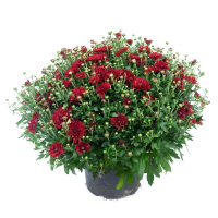 Хризантема - 19 д/к (горщик) купить