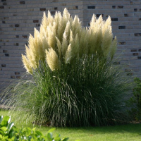 Кортадерія Селоана Джуніор купить