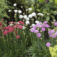 Армерія PRОDARM BALLERINA 20/25 p13 купить