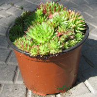 Ґрунтопокривні купить