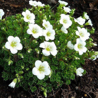 Саксифрага Арендсії (Камняломка) купить