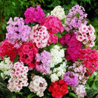 Флокс Paniculata mix купить