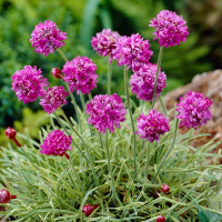 Армерія приморська Армада Розе купить