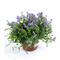 Кампанула перська Такіон Блу купить