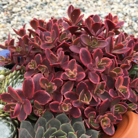 Седум (Очиток) Ред Спаркл купить