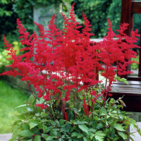 Астильба Фанал купить