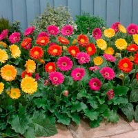 Гербера садовая купить