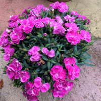 Диантус Peman купить