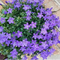 Кампанула Блю Кліпс купить