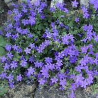 Кампанула Ирис купить