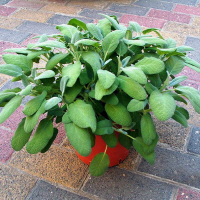 Шавлія купить