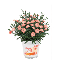 Діантус Pink Kisses купить