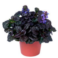 Аюга (Живучка) купить