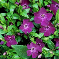 Барвінок Мinor купить