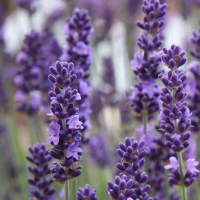 Лаванда вузьколиста Hemus купить