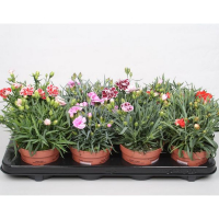 Діантус Менорка мікс купить