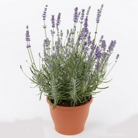 Лаванда вузьколиста Felice купить