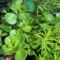 Очиток мiкс купить