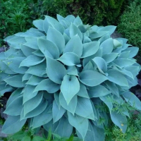 Хоста блакитна купить