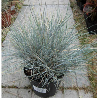 Овсяница (фестука) купить