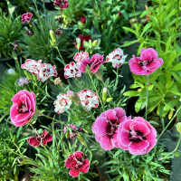 Гвоздика мiкс купить