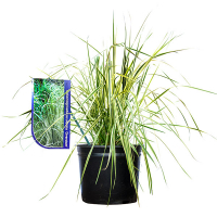 Війник гостроквітковий ‘Overdam’ купить