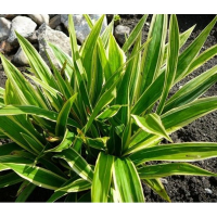 Осока (Карекс) іржавопляма Shiro купить