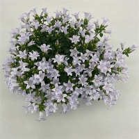 Кампанула Кане купить