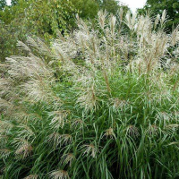 Мискантус китайский Силберфайдер купить