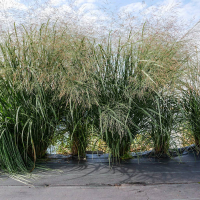 Панікум Thunder cloud купить