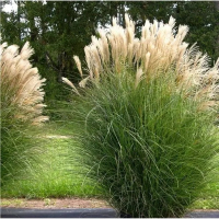 Міскантус Herman Mussel купить