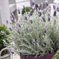 Лаванда вузьколиста Silver Mist купить