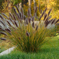 Пенiсетум Red Head купить