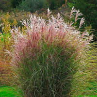 Мiскантус Ferrner Osten купить