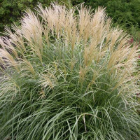 Мiскантус китайский Adagio купить