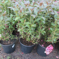 Вейгела (Weigela) купить