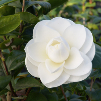 Камелія японська Alba Plena купить