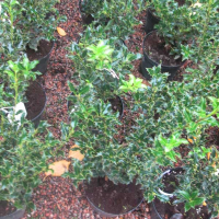 Падуб остролистный Аляска купить