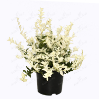 Бересклет купить