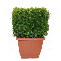 Самшит (Buxus sempervirens) купить