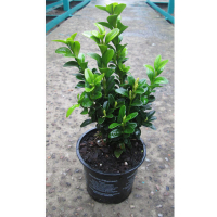 Самшит (буксус) вечнозеленый, саженец купить