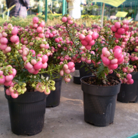 Пернеттия купить