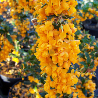 Барбарис Apricot Queen купить