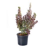 Барбарис оттавский Superba купить