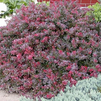 Барбарис Тунберга Атропурпуреа Нана купить