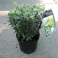 Бересклет японский Albovariegata купить