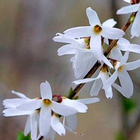 Форзиція купить