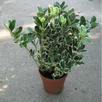 Бересклет купить