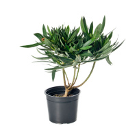 Олеандр купить