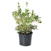 Османтус (Osmanthus heterophyllus 'Variegatus') купить